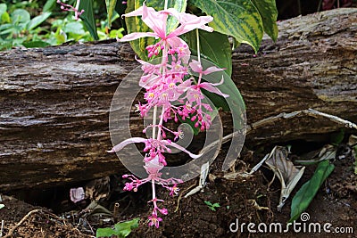 Pink flower and trunk Stock Photo